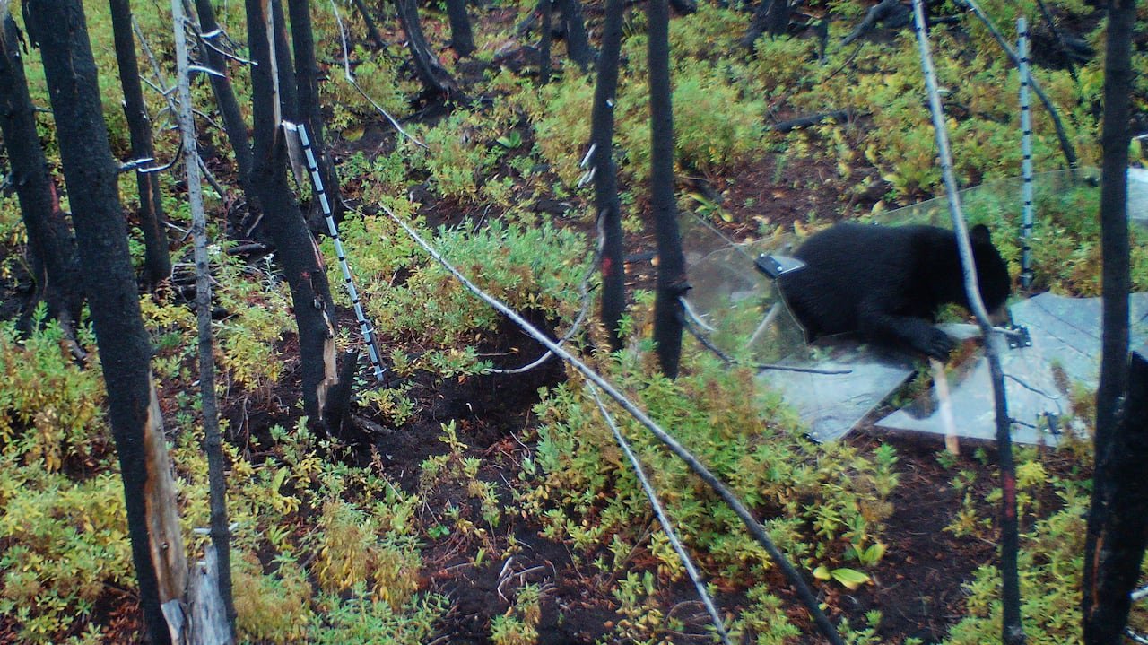 default-682 A black bear dismantling a plexiglass greenhouse in Newfoundland.